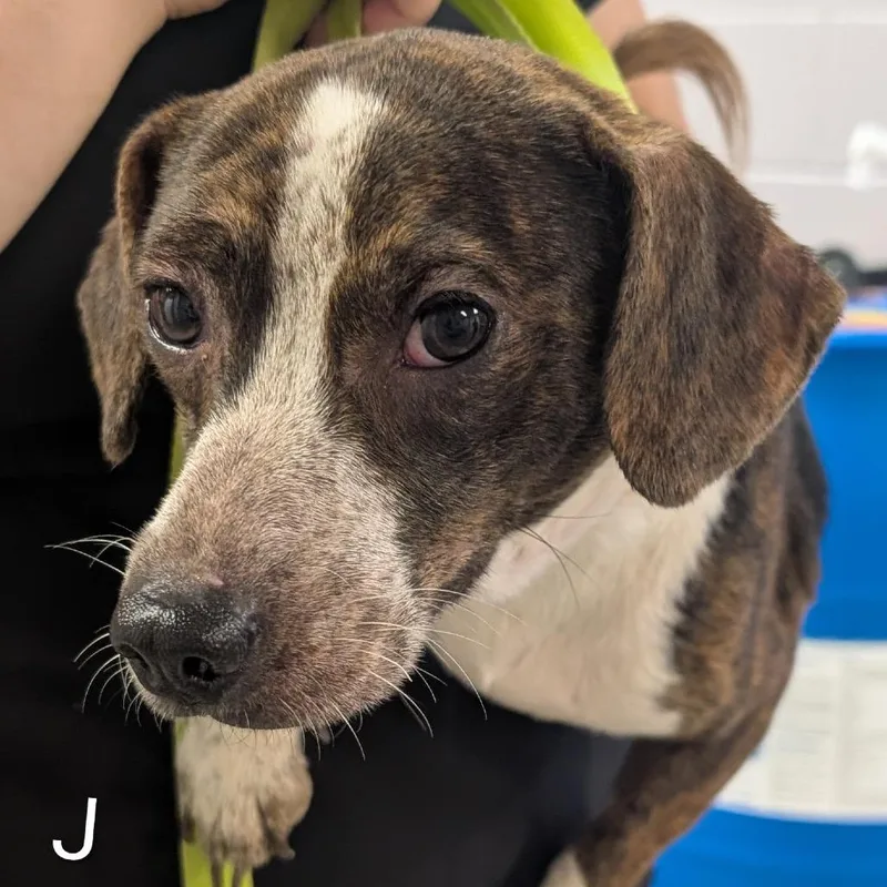A young small-sized male Brown / Chocolate Mixed Breed dog named Jay for adoption in Emporia, KS