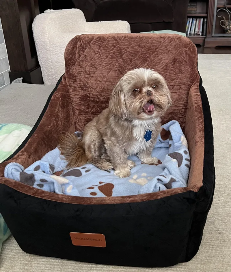 A young small-sized female Brown / Chocolate Shih Tzu dog named Tay Tay for adoption in Broken Arrow, OK