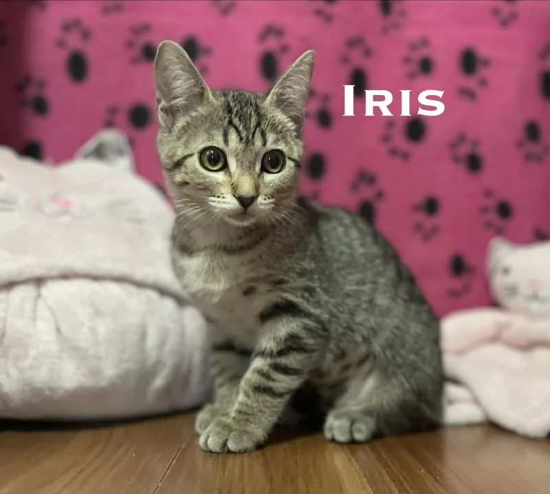 A baby small-sized female Domestic Short Hair cat named Iris for adoption in El Centro, CA