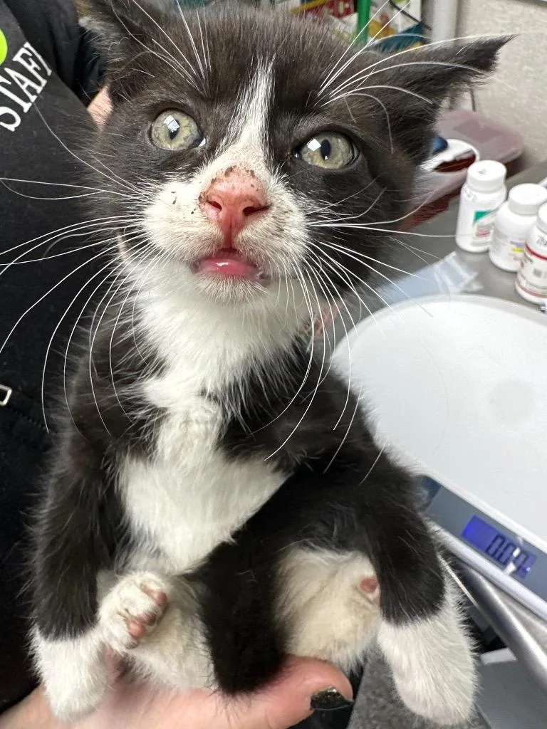 A baby medium-sized male Domestic Short Hair cat named Jafar for adoption in Pomona, NY
