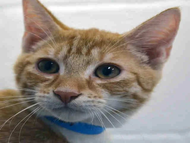 An adult small-sized male Domestic Short Hair cat named Gatsby for adoption in Fort Lauderdale, FL