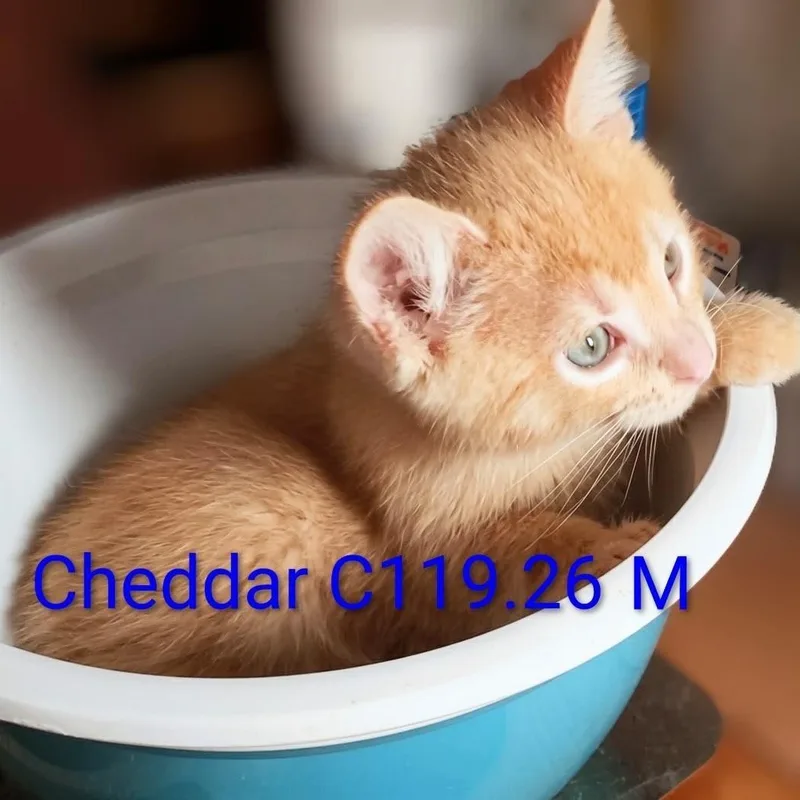 A baby medium-sized male Orange / Red Domestic Short Hair cat named Cheddar for adoption in Batavia, NY
