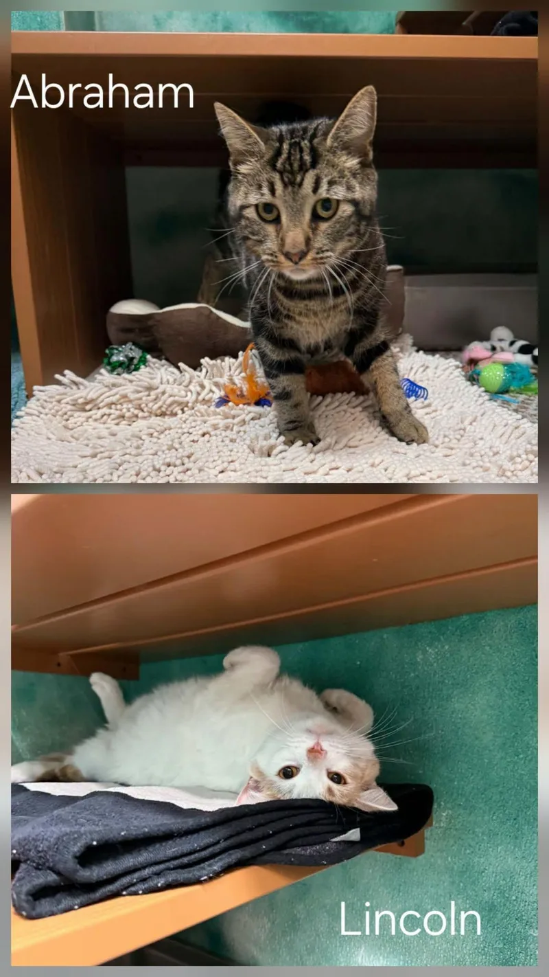 An adult large-sized male Domestic Short Hair cat named Abraham & Lincoln for adoption in Altoona, PA
