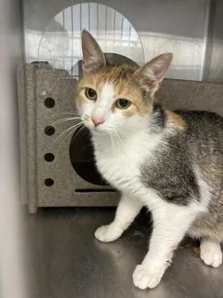 An adult medium-sized female Domestic Short Hair cat named Shell for adoption in Lafayette, IN