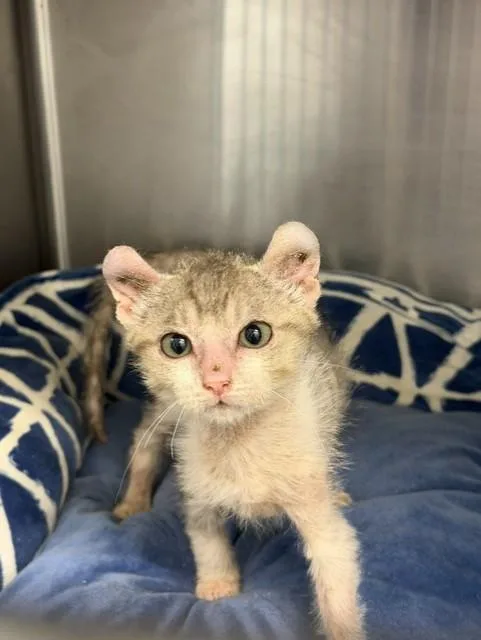 A baby small-sized female Domestic Short Hair cat named Blossom for adoption in Santa Maria, CA