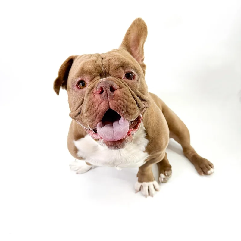 An adult medium-sized male Brown / Chocolate American Bully dog named Will for adoption in Scottsdale, AZ