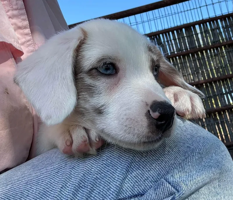 A baby medium-sized male Australian Shepherd dog named Ferrari for adoption in Southlake, TX