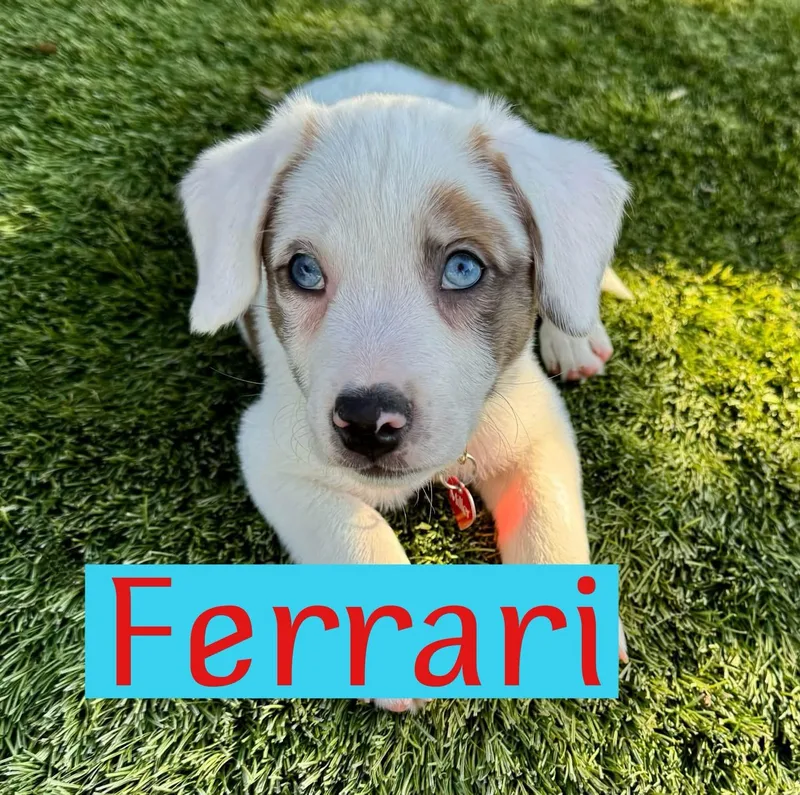 Ferrari thumbnail 4