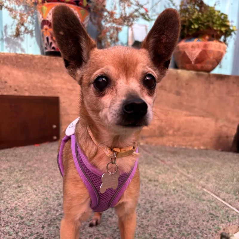 A senior small-sized female Brown / Chocolate Chihuahua dog named Carrie for adoption in San Francisco, CA