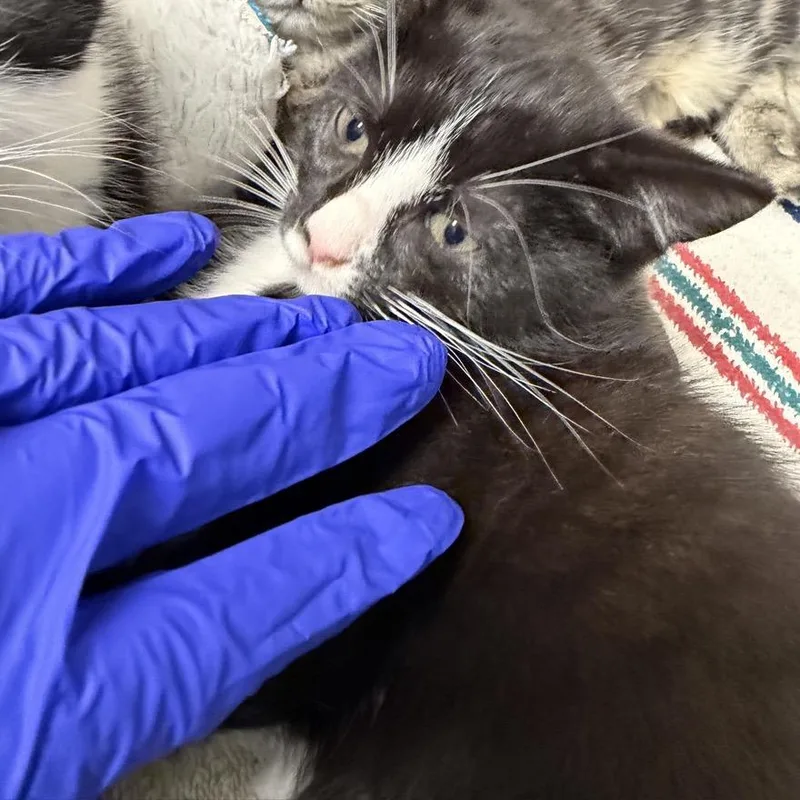 A baby small-sized female Black Domestic Short Hair cat named Izzy for adoption in Columbus, NC