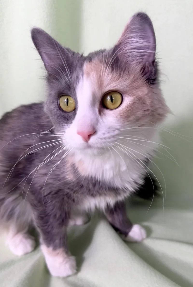 A young medium-sized female Dilute Calico cat named Sadie for adoption in Minneapolis, MN