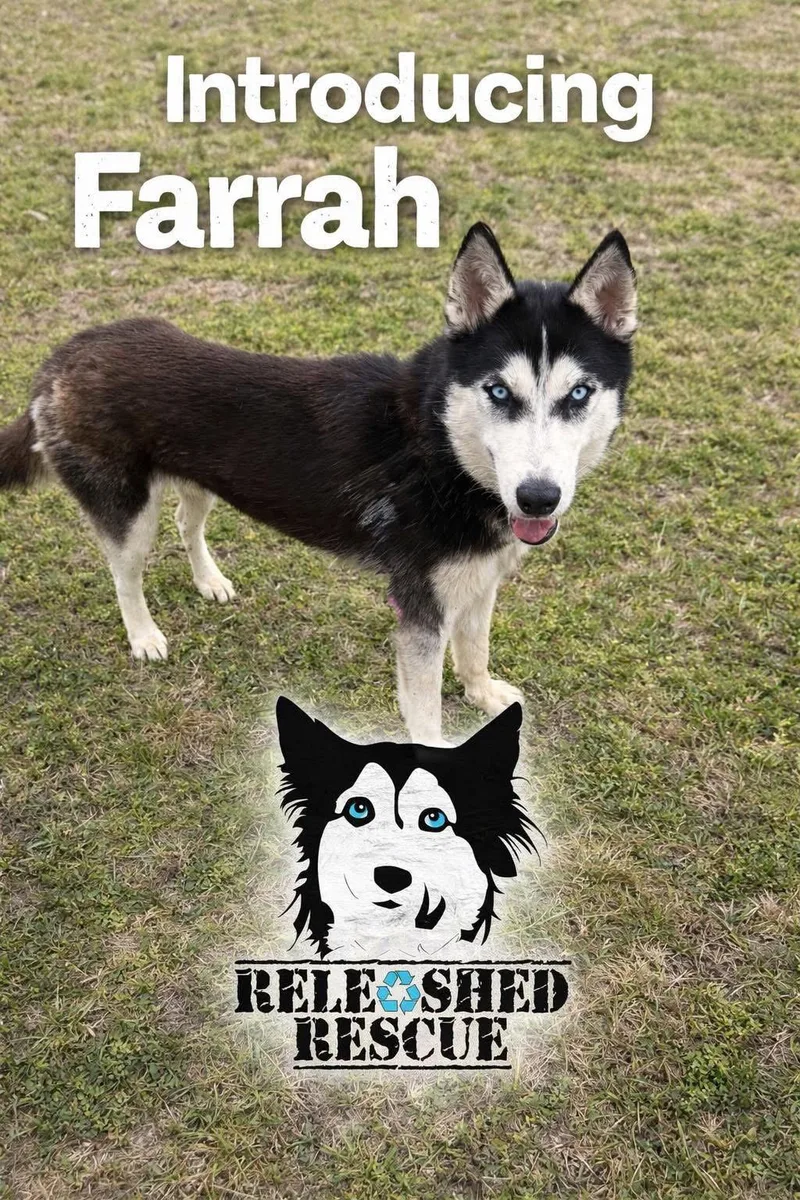 Farrah thumbnail 2