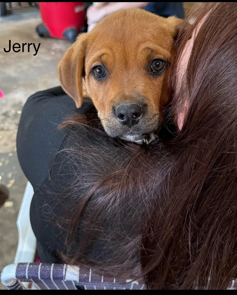 A baby large-sized male Rottweiler dog named Jerry for adoption in Saginaw, MI