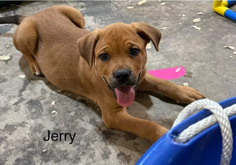 Jerry thumbnail 2