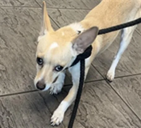 A young small-sized male Chihuahua dog named King for adoption in Los Angeles, CA