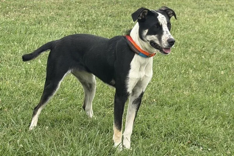 A young medium-sized female Black Mixed Breed dog named Poppy for adoption in Maryville, TN