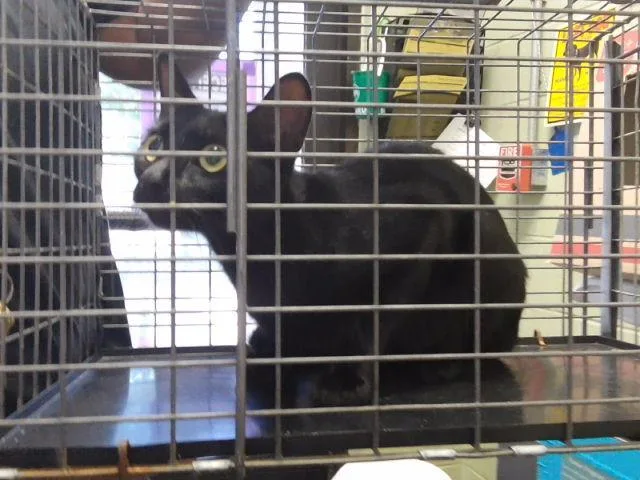 A young medium-sized female Domestic Short Hair cat named Rosetta for adoption in Tulsa, OK