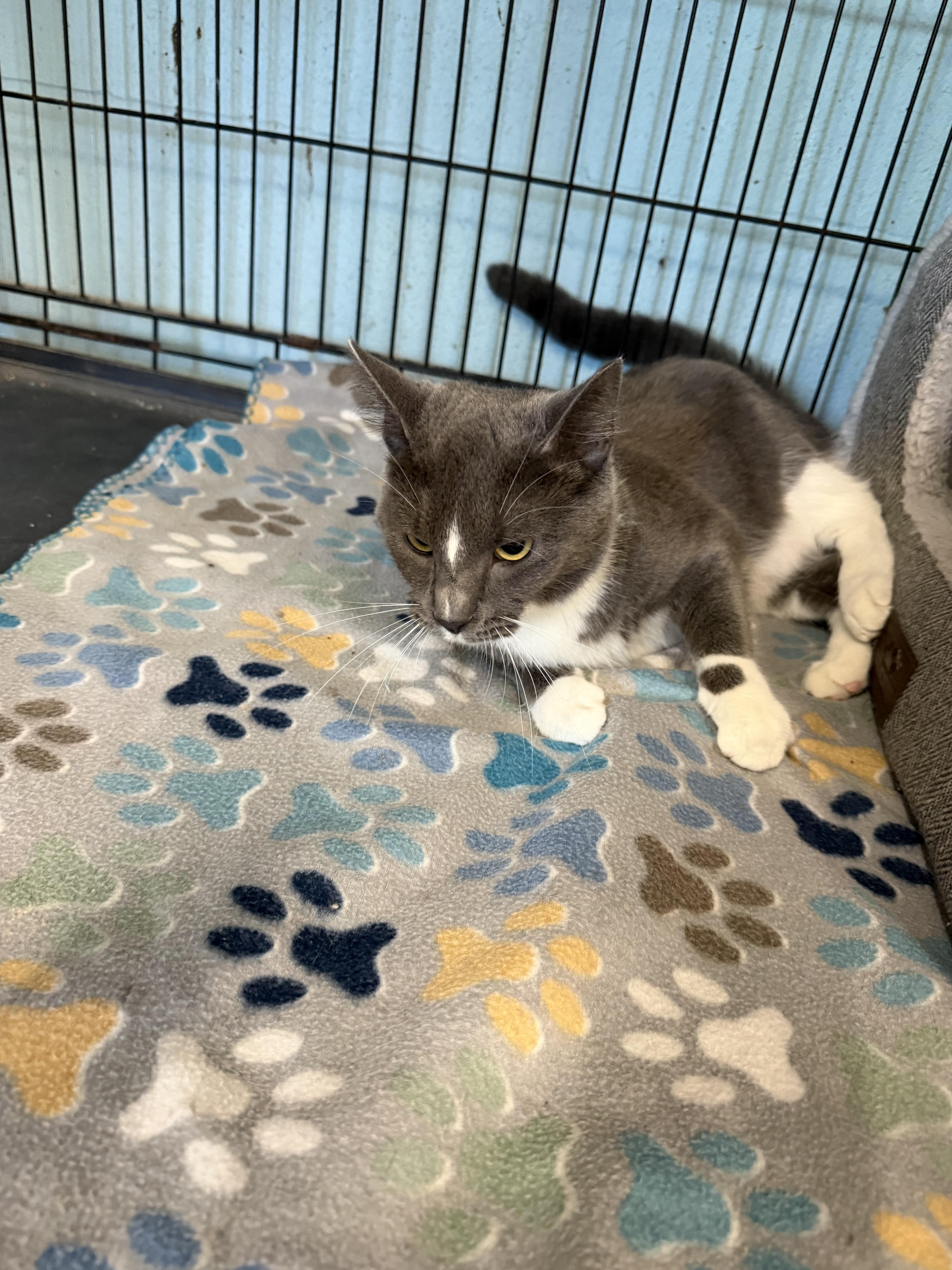 An adult medium-sized female Domestic Short Hair cat named Fifi for adoption in Warren, OH