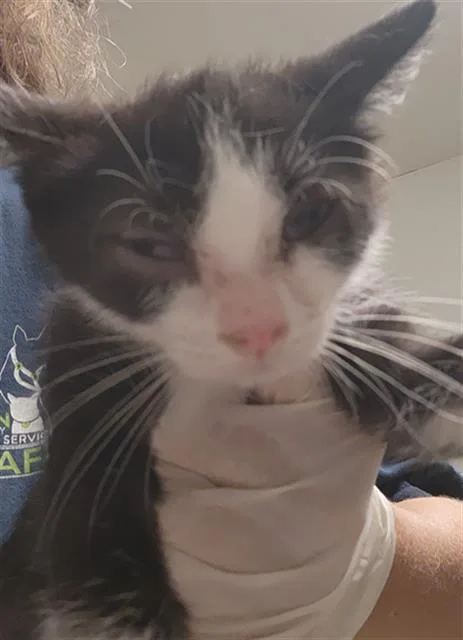 A baby small-sized female Domestic Short Hair cat named Flora for adoption in Bakersfield, CA