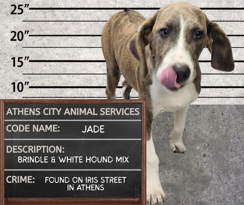A baby medium-sized female Hound dog named Jade for adoption in Athens, AL