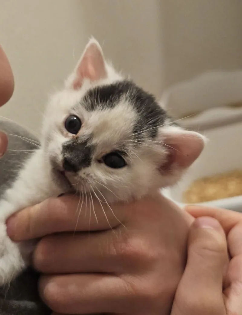 A baby medium-sized male Black & White / Tuxedo Domestic Short Hair cat named Fester for adoption in Kennewick, WA