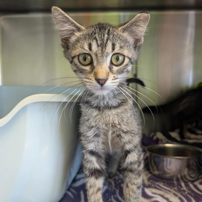 A baby small-sized female Brown / Chocolate Domestic Short Hair cat named Hampton Inn for adoption in Ottawa, KS