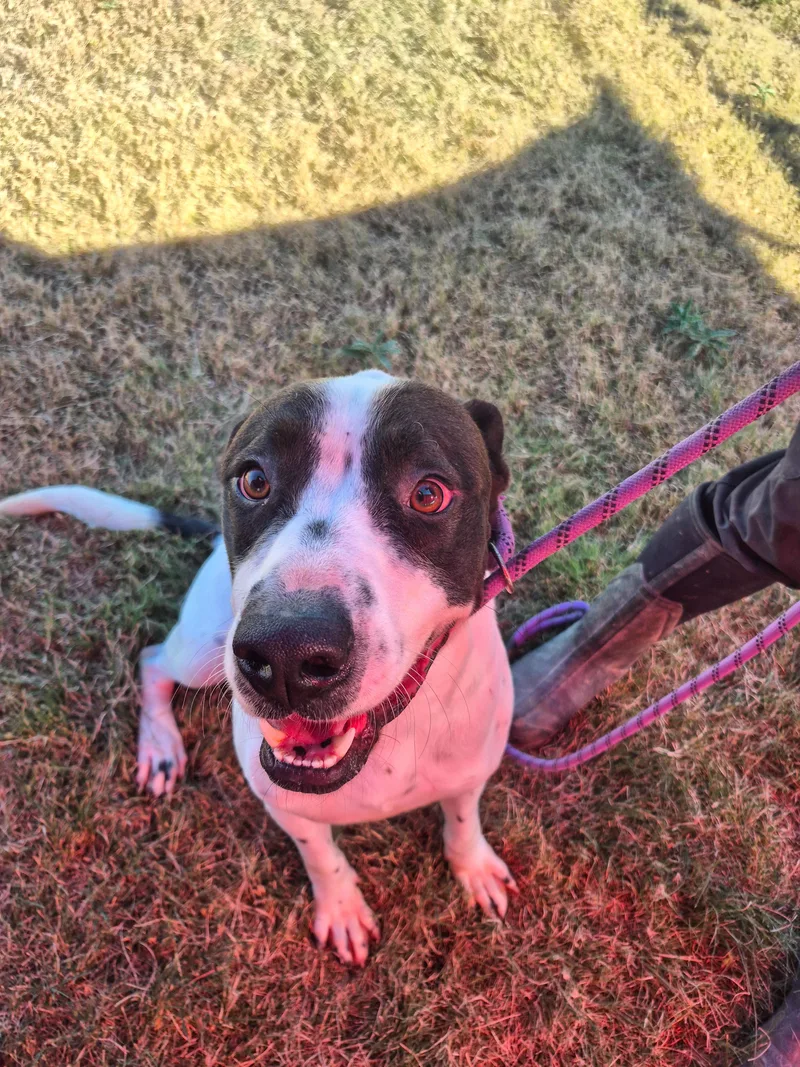 A young medium-sized male Mixed Breed dog named Balto for adoption in Canyon, TX
