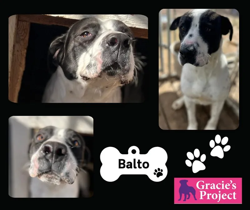 Balto thumbnail 4
