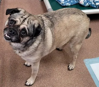 Fiona