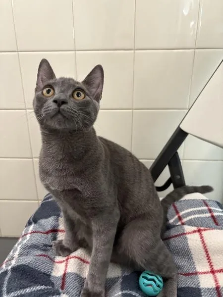 A baby medium-sized male Domestic Short Hair cat named Atlas for adoption in Healdsburg, CA
