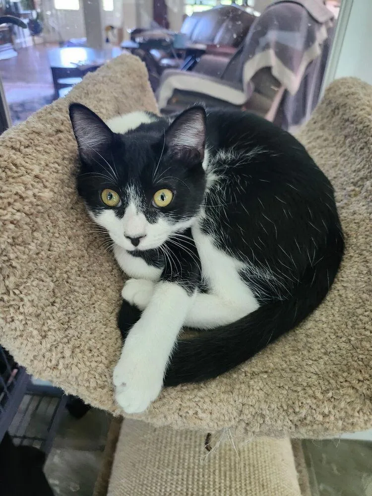 A baby medium-sized male Black & White / Tuxedo Domestic Short Hair cat named Koko for adoption in Hartwell, GA