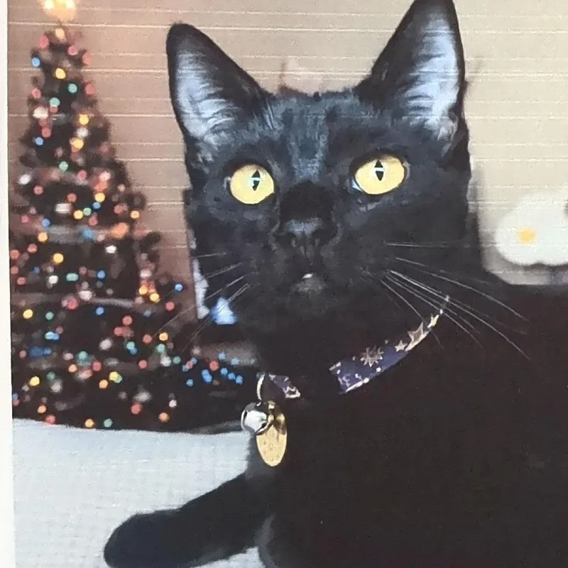 An adult medium-sized male Black Domestic Short Hair cat named Salem for adoption in Pleasant Hill, CA