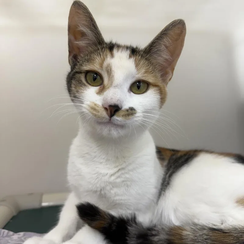 A young medium-sized female Calico Domestic Short Hair cat named Norma for adoption in Ridgely, MD