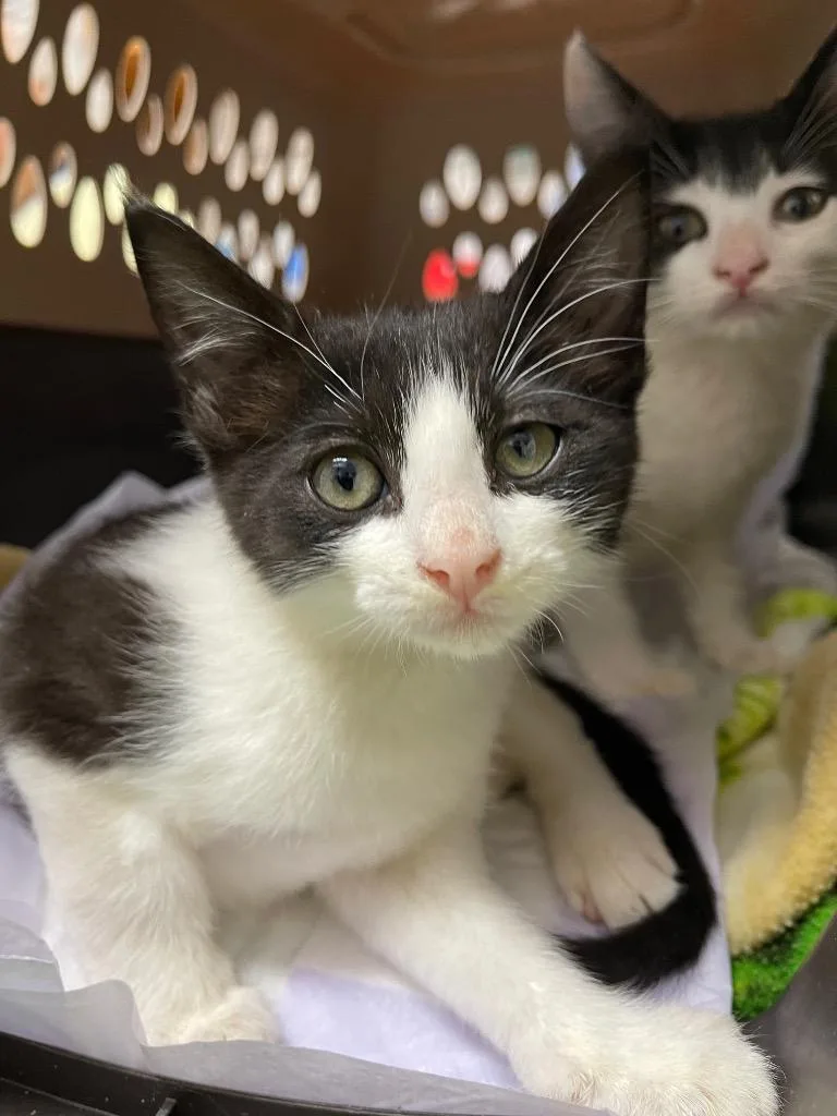 A baby small-sized male Domestic Short Hair cat named Silkworm for adoption in Grants Pass, OR