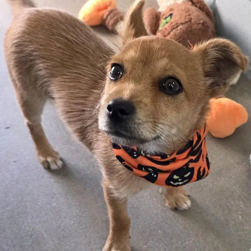 A baby small-sized male Brown / Chocolate Chihuahua dog named Fry for adoption in Santa Barbara, CA
