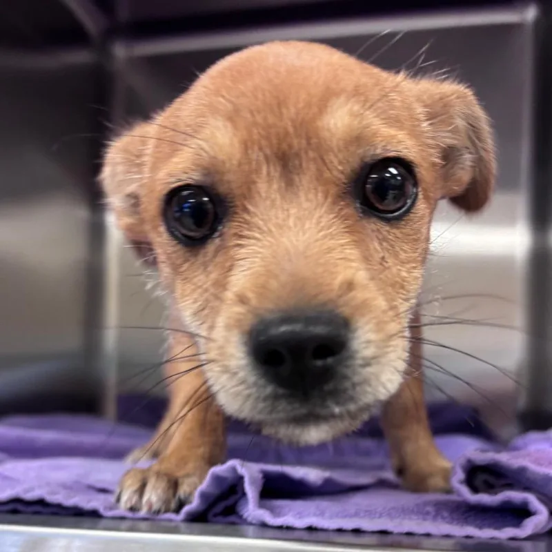 Fry thumbnail 3