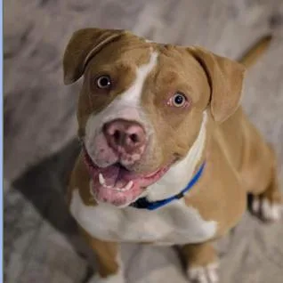 An adult large-sized female Brown / Chocolate Boxer dog named Ridley for adoption in Austin, TX
