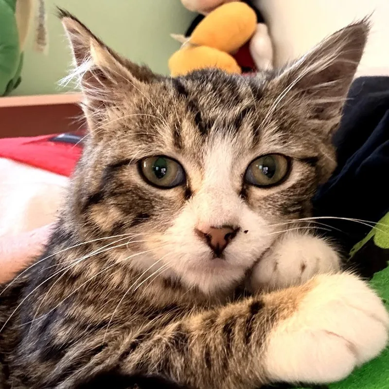 Cilantra thumbnail 2