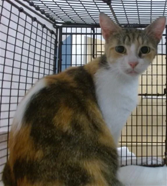 A young small-sized female Domestic Short Hair cat named Xena for adoption in Miami, FL