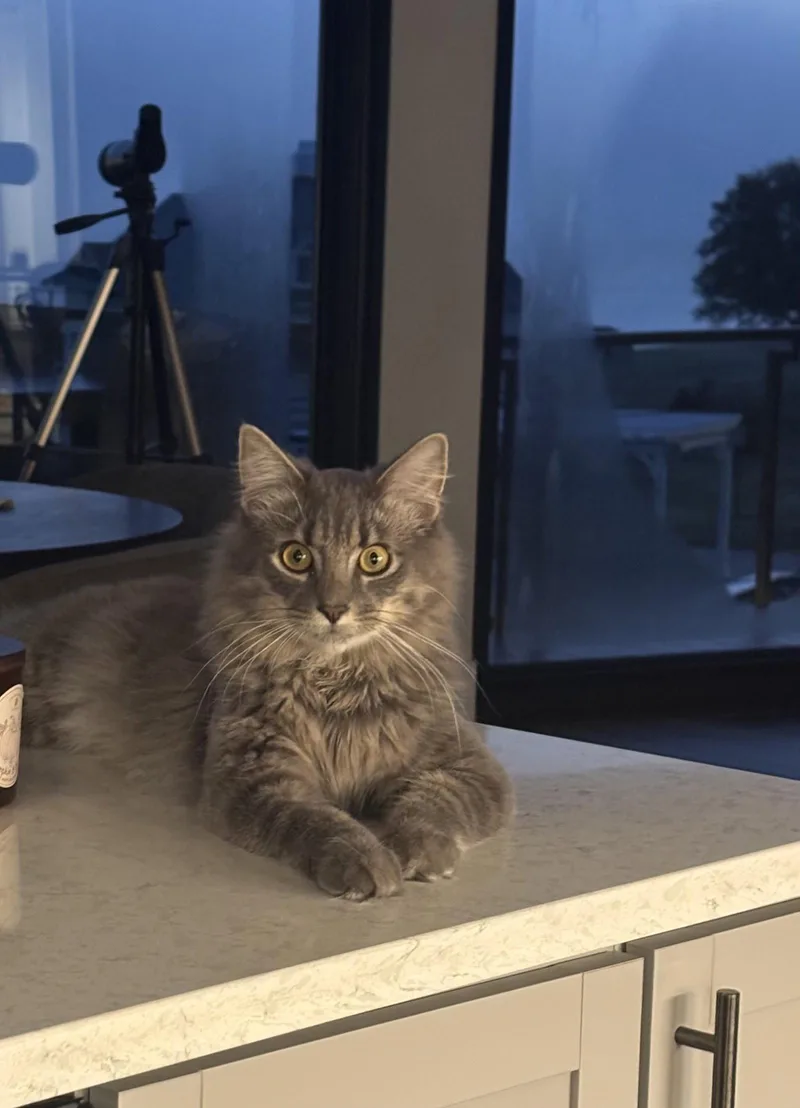 A young medium-sized male Domestic Long Hair cat named Finn for adoption in King George, VA