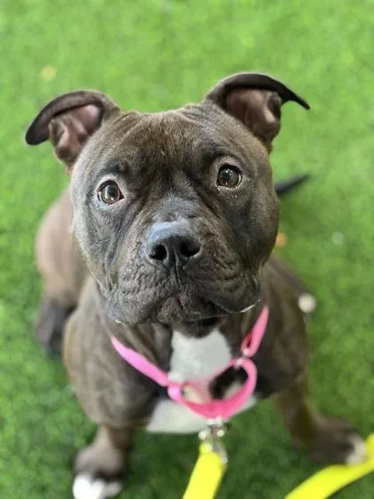 Beatrice thumbnail 2