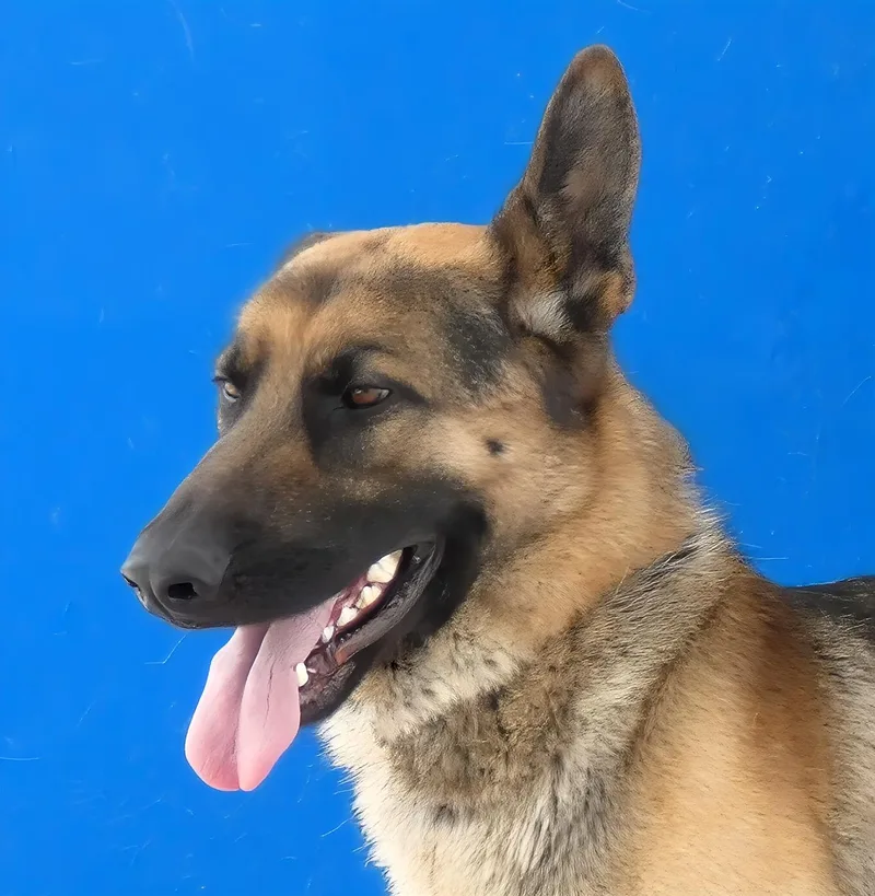 An adult medium-sized male German Shepherd Dog dog named Rudy for adoption in Pasadena, CA