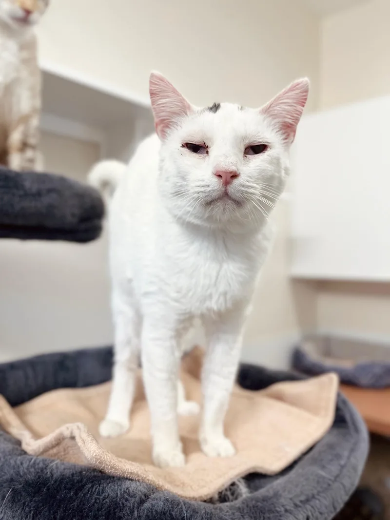 An adult medium-sized female White Domestic Short Hair cat named Penny for adoption in Boise, ID