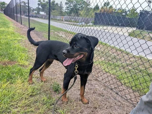 A young medium-sized female Rottweiler dog named Lady Bug for adoption in Palmetto, FL