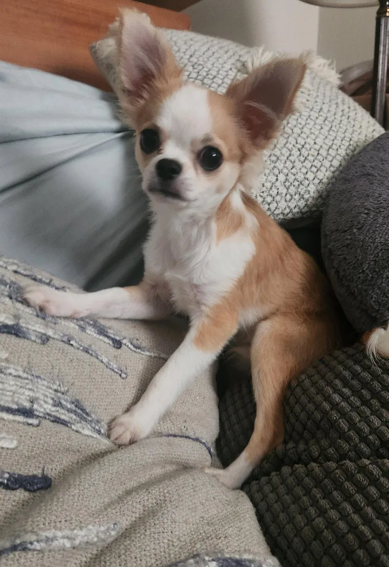 A baby small-sized male Chihuahua dog named Ernie for adoption in St. Louis, MO