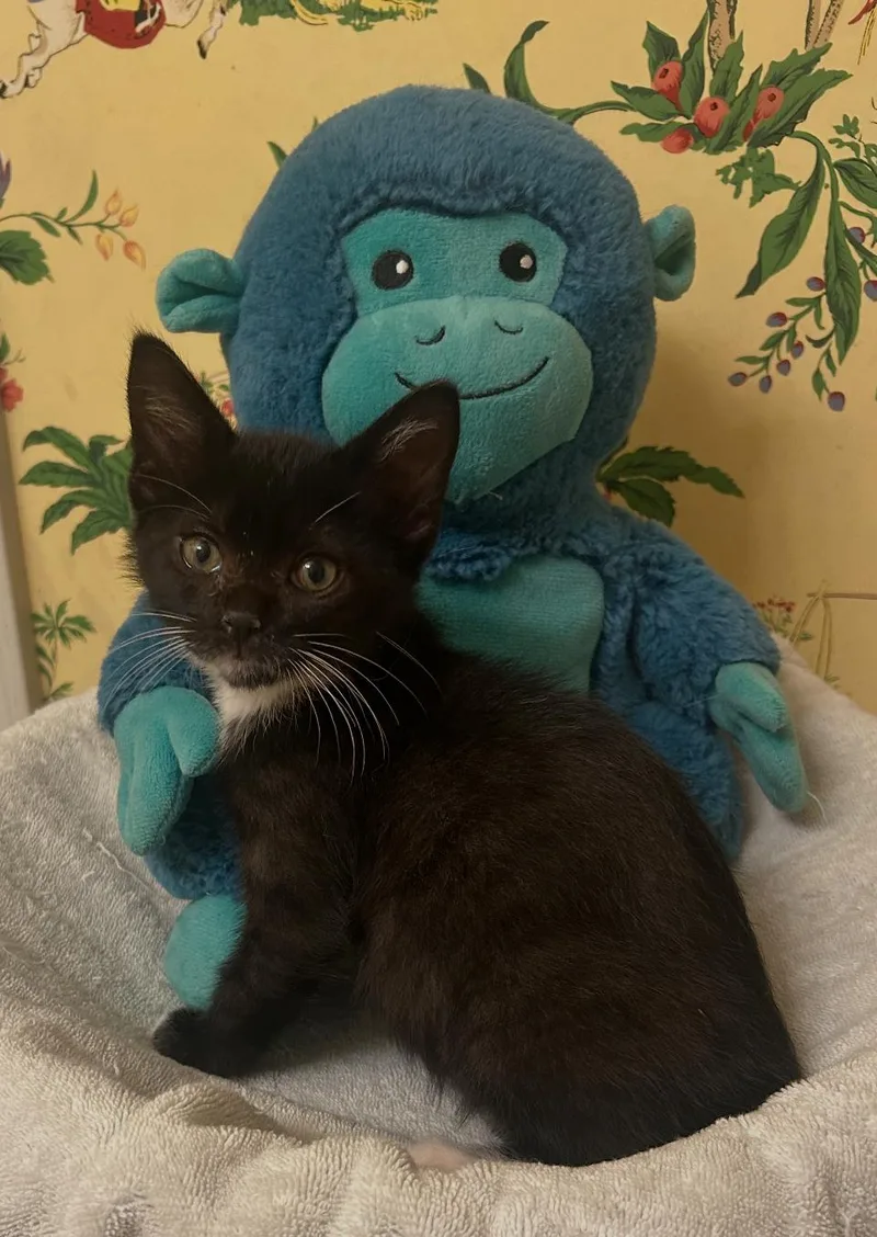 A baby small-sized male Black & White / Tuxedo Tuxedo cat named Bodhi C Ingram for adoption in Saunderstown, RI
