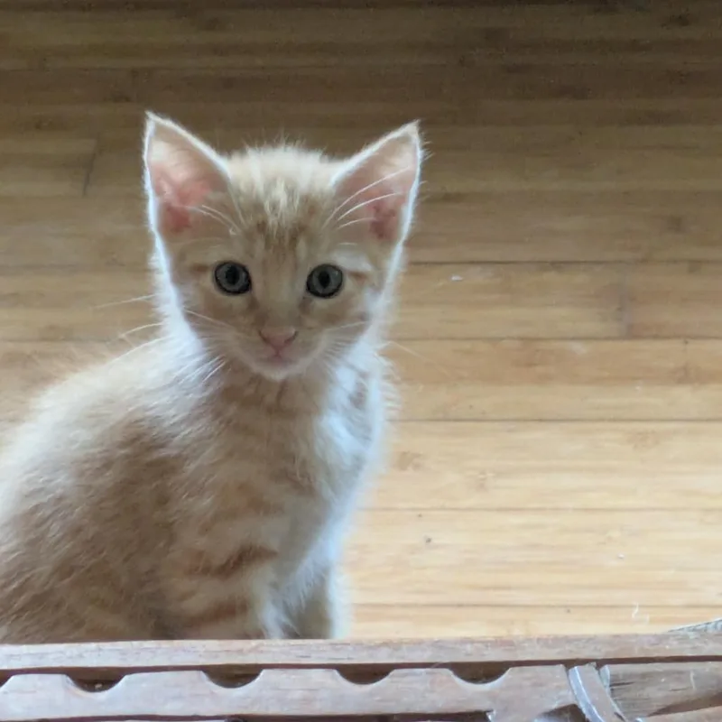 A baby small-sized female Orange / Red Domestic Short Hair cat named Valencia for adoption in Fort Lauderdale, FL