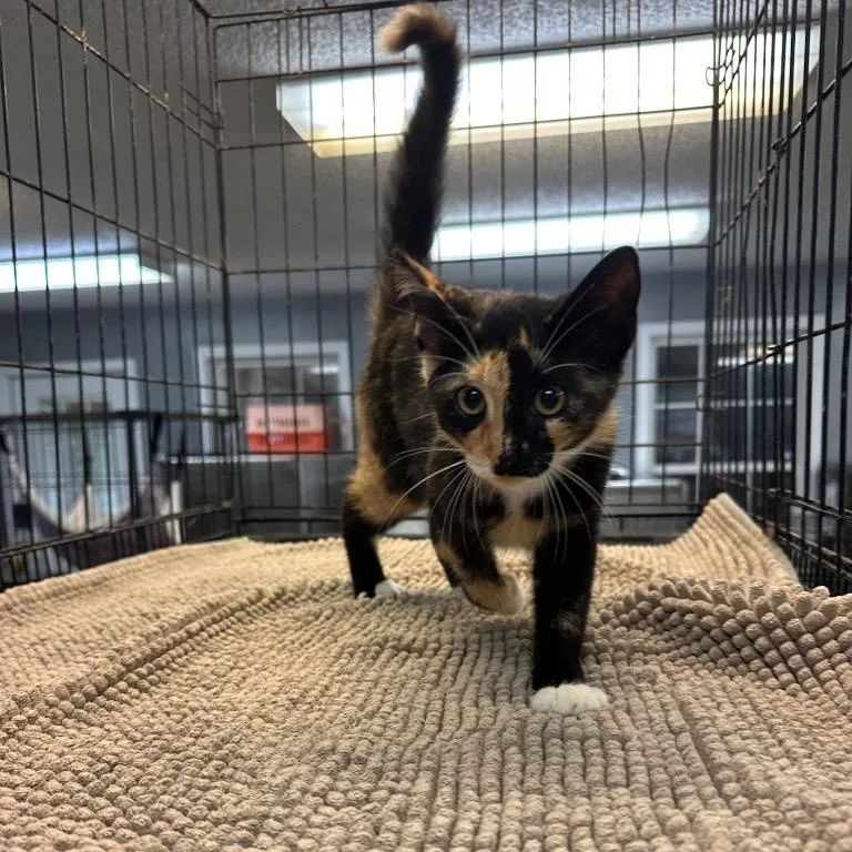 A baby small-sized female Calico Domestic Short Hair cat named Etsy for adoption in Winnsboro, SC
