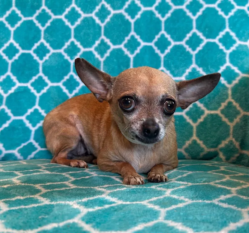 Chicca Mar thumbnail 2