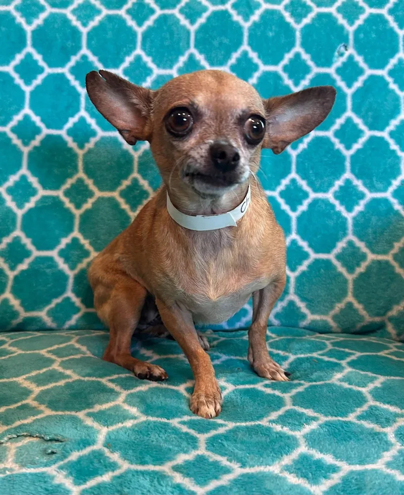 Chicca Mar thumbnail 3